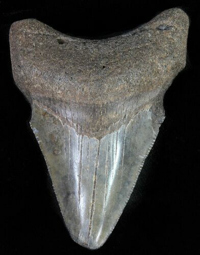 Juvenile Megalodon Tooth - Serrated Blade #62125